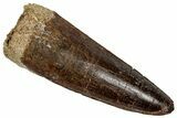 Fossil Spinosaurus Tooth - Real Dinosaur Tooth #353083-1